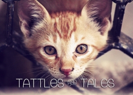 Tattles & Tales